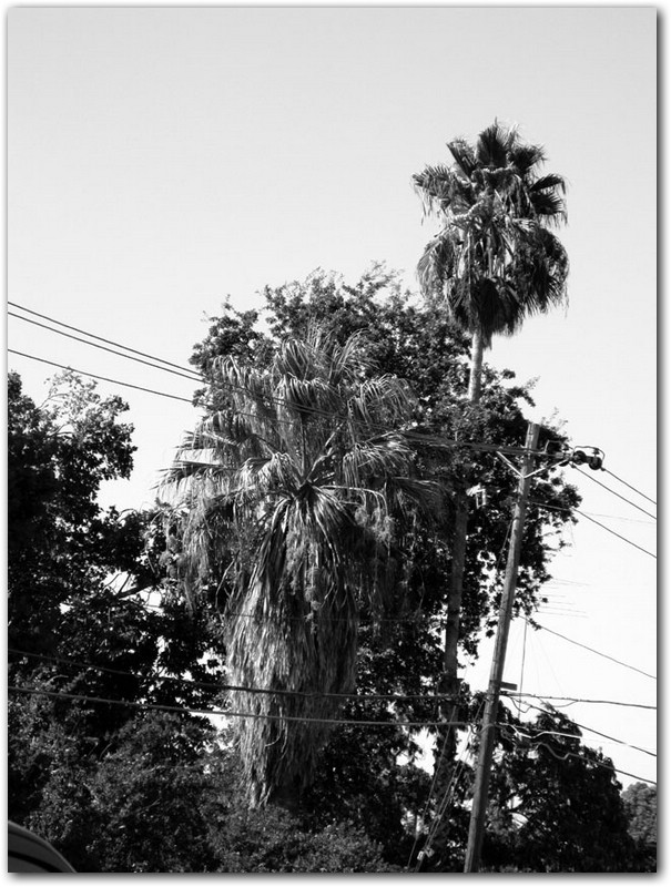 Palmtrees.jpg
